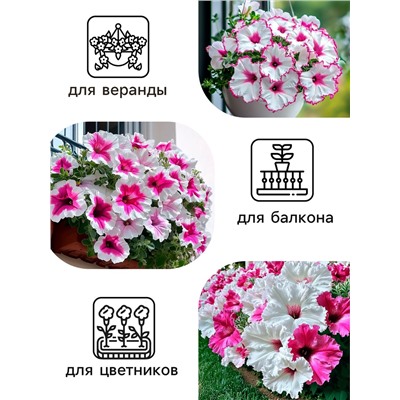 Семена цветов Петуния "Яромнерже", 5 шт.