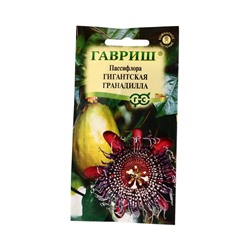 Семена цветов Пассифлора Гигантская гранадилла (четырехгранная)* 3 шт.