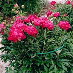 Кустодержатель, d=40 см, h=60 см, ножка d=0.3 см, металл, набор 2 шт., зелёный, Greengo