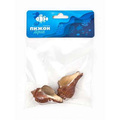 Ракушка декоративная, длина 5-6 см, ширина 4 см