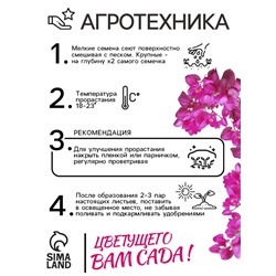 Семена Антигонон "Лиана любви", ц/п,  5 шт.