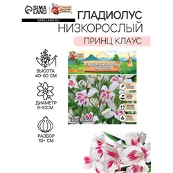 Гладиолус Низкорослый "Принц Клаус", р-р 10+, 7 шт,