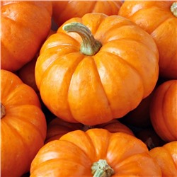 5176D Тыква Мускатная Мускадэ Мини 5шт