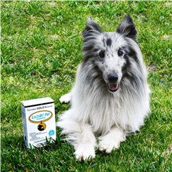 California Gold Nutrition, Пробиотики LactoBif Pet, 5 млрд КОЕ, 60 растительных капсул