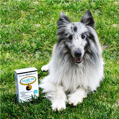 California Gold Nutrition, Пробиотики LactoBif Pet, 5 млрд КОЕ, 60 растительных капсул