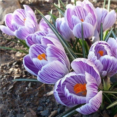 Крокус Кинг ов Страйпед 7/8 5шт СдС