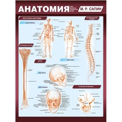 Эксмо Михаил Сапин "Анатомия. Самая компактная анатомическая таблица"