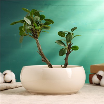 Кашпо - бонсайница «Мира», круглое, 18×18×7 см, белое