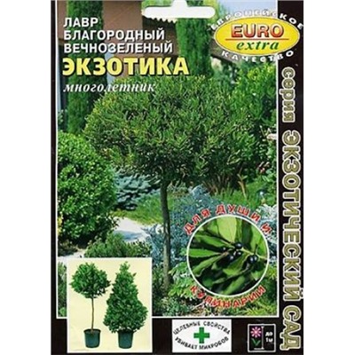 Лавр Экзотика вечнозеленый (Код: 67318)