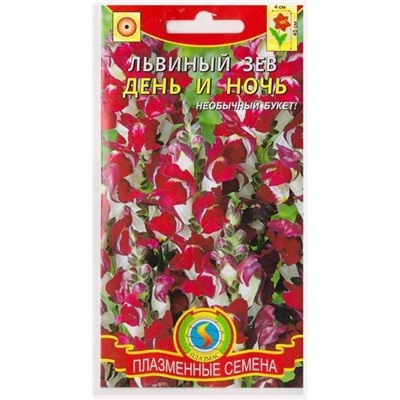 Львиный зев День и ночь (Код: 75985)