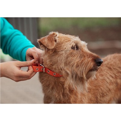 Ошейник кожаный однослойный безразмерный, 45×2 см, ОШ 18-39 см, коричневый