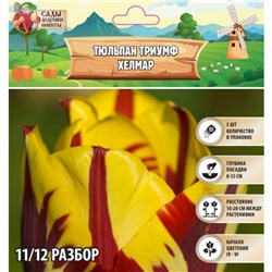 Тюльпан триумф Хелмар, р-р 11/12, 5 шт, Весна 2025