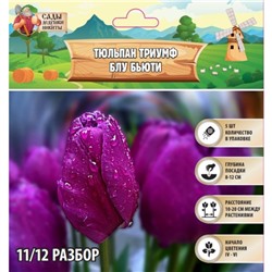 Тюльпан триумф Блу Бьюти , р-р 11/12, 5 шт, Весна 2025
