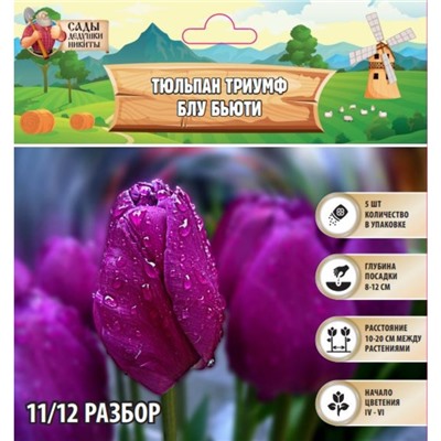 Тюльпан триумф Блу Бьюти , р-р 11/12, 5 шт, Весна 2025