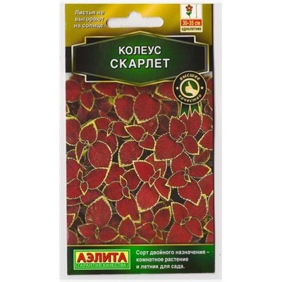 Колеус Блюме Скарлетт (Код: 73701)
