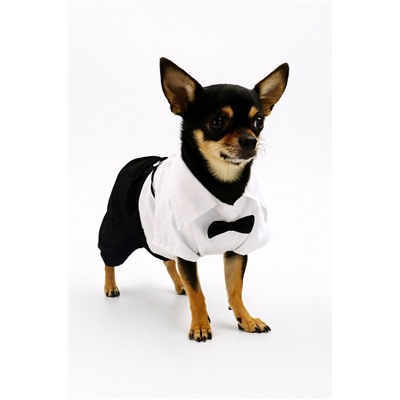 Костюм для животных «Джентельмен», размер S (ДС 25, ОГ 35 см)