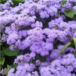 5207D Агератум Хоустона Кона Блю 10шт