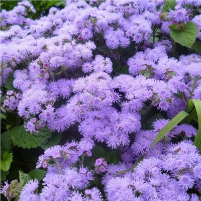 5207D Агератум Хоустона Кона Блю 10шт