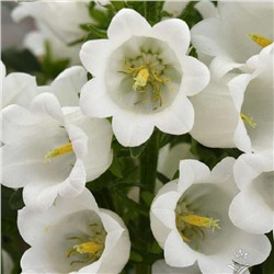 5234D Колокольчик средний Кампана Вайт 5шт