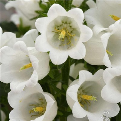 5234D Колокольчик средний Кампана Вайт 5шт