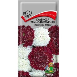 Скабиоза тeмно-пурпурная Пламенное сердце смесь (П)