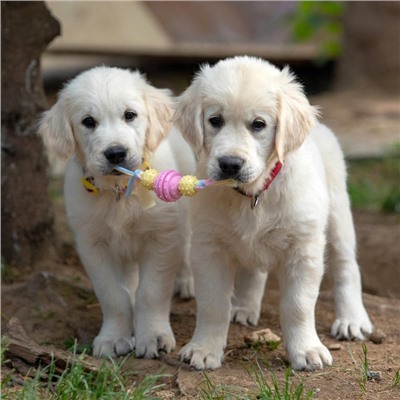 Игрушка жевательная Пижон Premium на верёвке, 3 элемента, термопластичная резина, МИКС