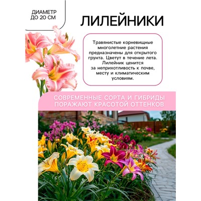 Лилейник Pink Vision, многолетник, корневище в пакете с торфогрунтом, р-р I, 1 шт.