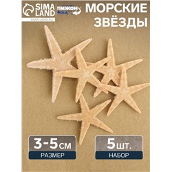 Набор из 5 морских звезд, размер каждой 3-5 см