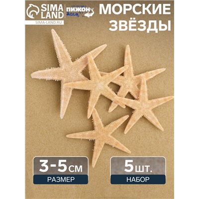Набор из 5 морских звезд, размер каждой 3-5 см