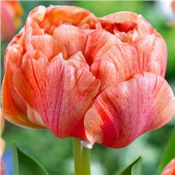 Тюльпан Гудошник дарвинов 11/12 3шт СдС