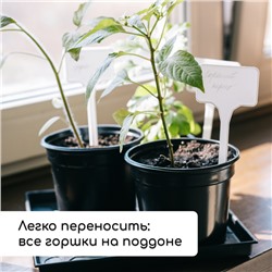 Набор для рассады: стаканы по 500 мл (8 шт.), поддон 40 × 20 см, чёрный, Greengo
