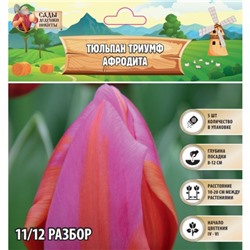 Тюльпан Триумф Афродита, р-р 11/12, 5 шт, Весна 2025