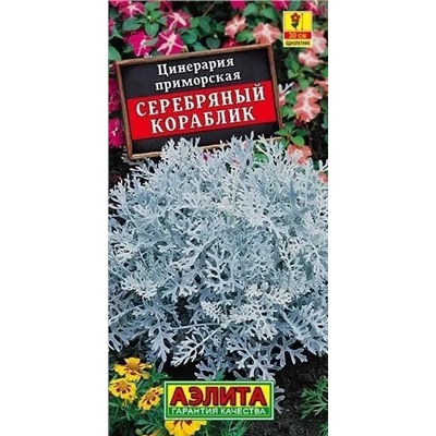 Цинерария Серебряный Кораблик Аэлит