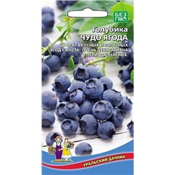 Голубика Чудо Ягода Урал.Дач.