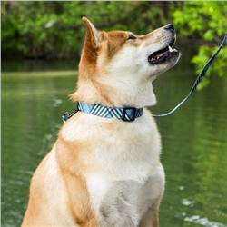 Ошейник «Джентльмен», застёжка - фастекс, 2.5 см, 40-55 см