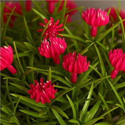 Искусственный цветок в горшке «Чернушка дамасская», 18×15 см, МИКС