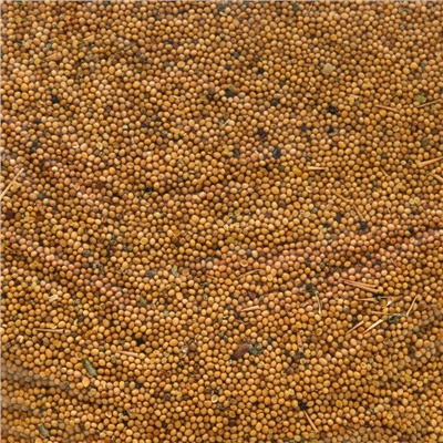 Семена Горчица белая, Мой Выбор, 1 кг