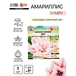 Амариллис Махровый "Nymph", р-р 22/24, 1 шт, Весна 2025