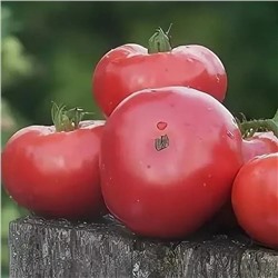 7149T Томат Розовый изюмный 10шт