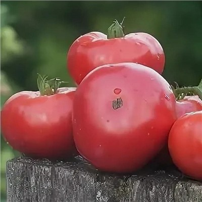 7149T Томат Розовый изюмный 10шт