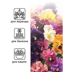 Семена Виола "Махровое кружево", ц/п,  триколор, F1, 4 шт