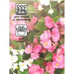 Семена  цветов Бегония вечноцветущая "Сенатор F1", смесь, О, 10 шт