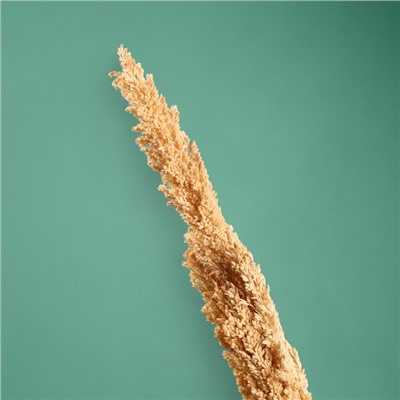 Сухоцвет «Пати», 180 см, натуральный