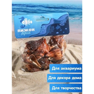Набор ракушек, 5 - 7 см, 100 г