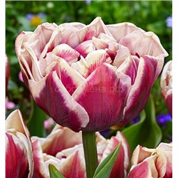 Тюльпан Вундхем махровый поздний 11/12 3шт СдС