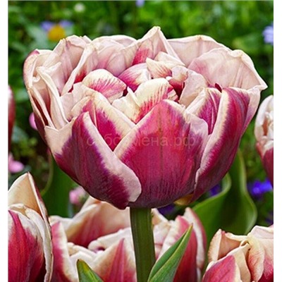 Тюльпан Вундхем махровый поздний 11/12 3шт СдС