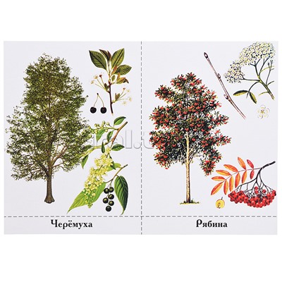 Обучающая игра "Деревья нашего леса" новые (короб)