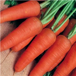 5147D Морковь Шантенэ Королевская 1гр