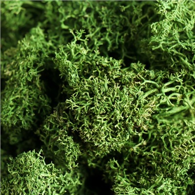 Мох ягель стабилизированный "Натуральный зелёный" 100 гр.