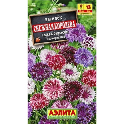 Василек Снежная Королева